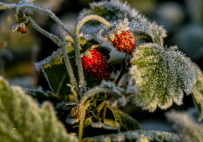 Erdbeeren überwintern: So bringen Sie Ihre Erdbeeren durch den Winter!