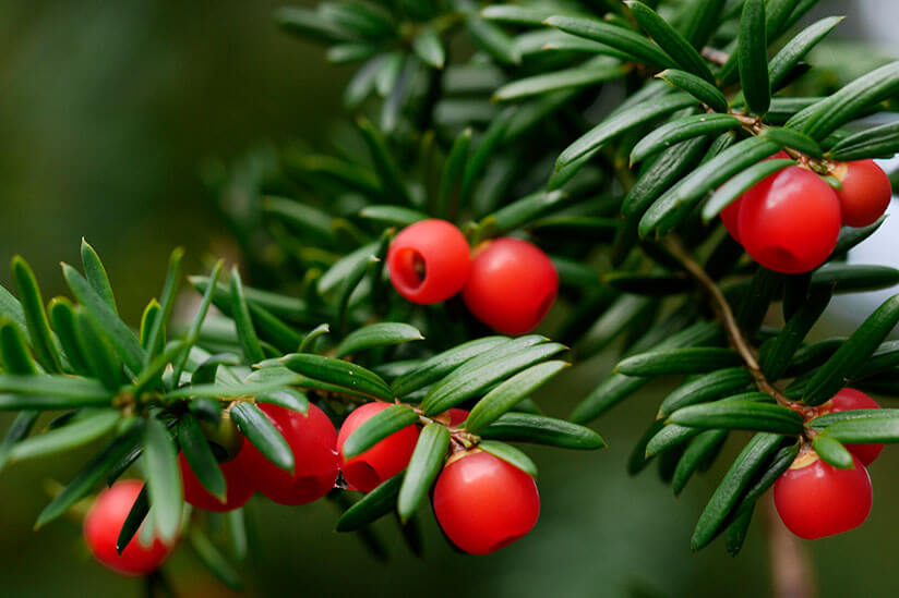 Planze mit roten Beeren