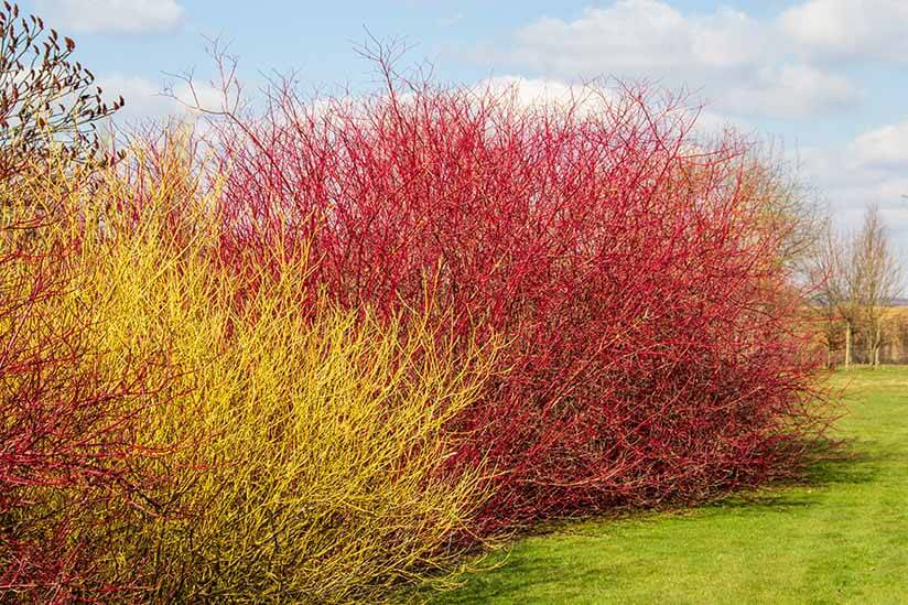 Hartriegel in Farben rot und gelb