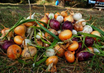 Zwiebeln ernten und lagern: Darauf müssen Sie achten!