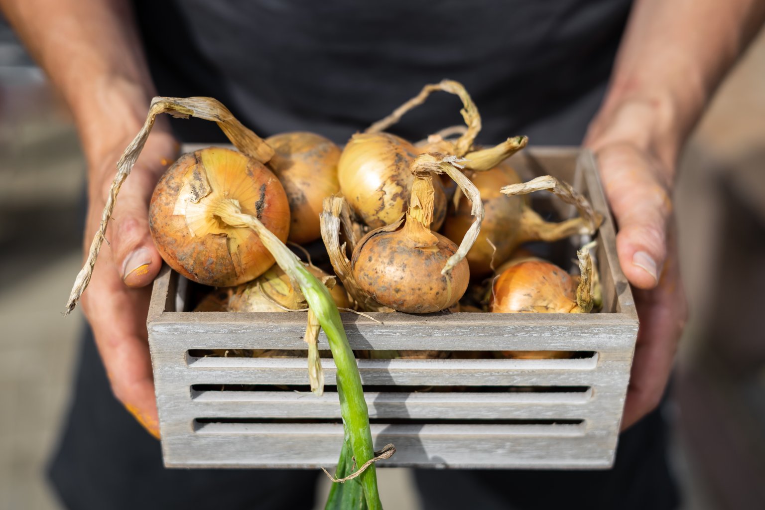 Zwiebeln Richtig Lagern In Der Wohnung Zwiebeln ernten und lagern: Darauf müssen Sie achten!