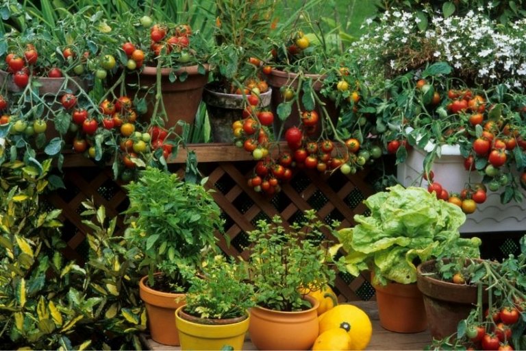 Balkon Gemüse anbauen große Erträge auf kleinem Raum!