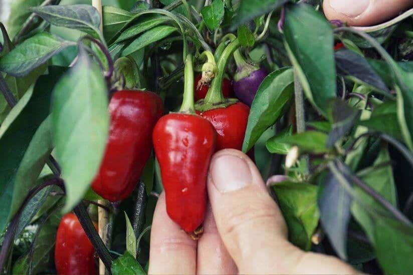 Paprika Gemüse in Hand