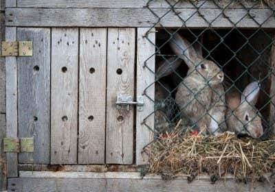 Kaninchenstall bauen