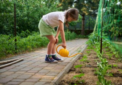 Gemüsegarten für Anfänger