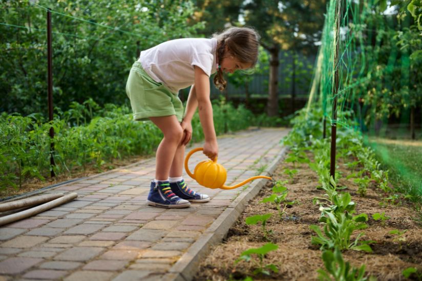 Gemüsegarten für Anfänger